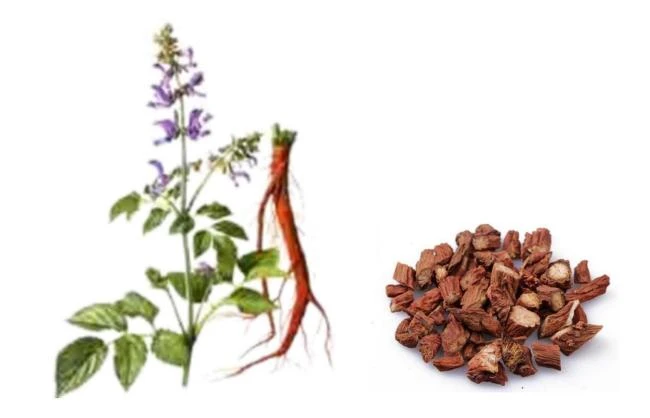 Danshen Extract