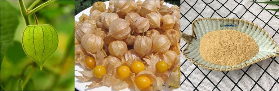 Physalis Angulata Fruit Powder