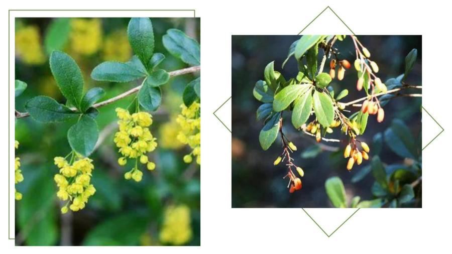 Berberis Vulgaris Extract