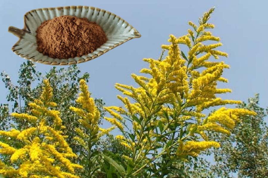 Solidago extract factory