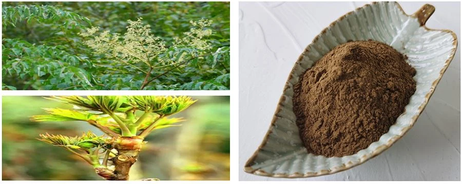 Wholesale Aralia Elata Extract  Powder
