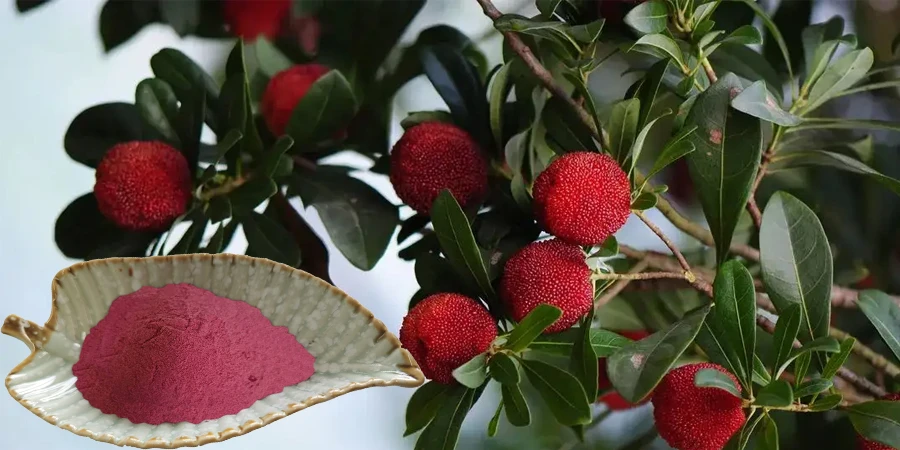 high quality Bayberry Powder