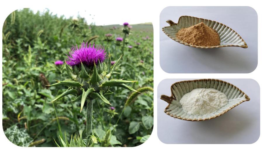 Silybin and Silymarin