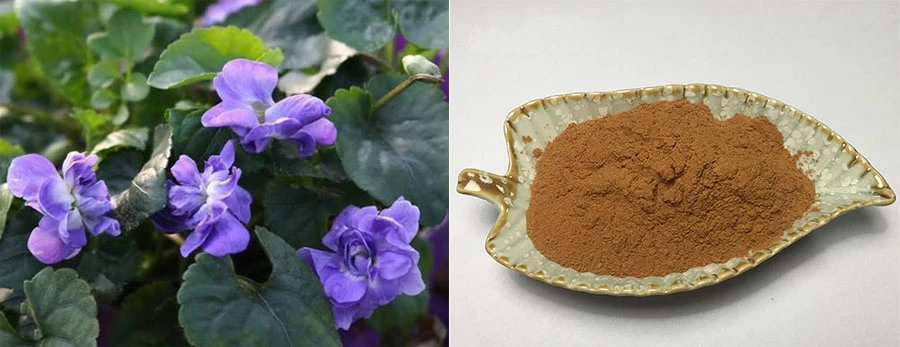 Viola odorate aerial extract
