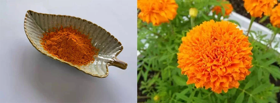 Wholesale Zeaxanthin Powder Wholesale Zeaxanthin Powder