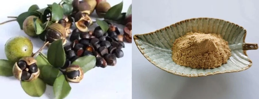 Camellia Seed Extract Camellia Seed Extract