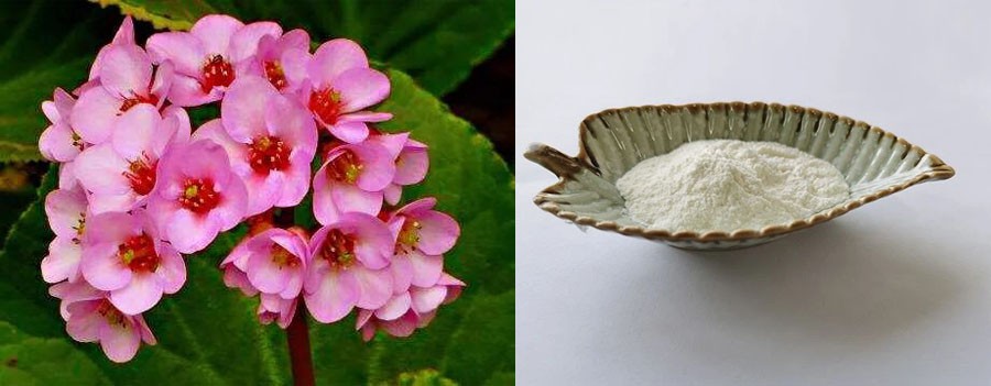 Bergenin Powder factory Bergenin Powder factory